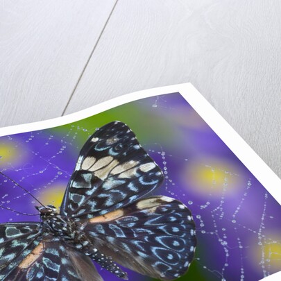 Hamadryas Butterfly Caught in a Spiderweb by Anonymous