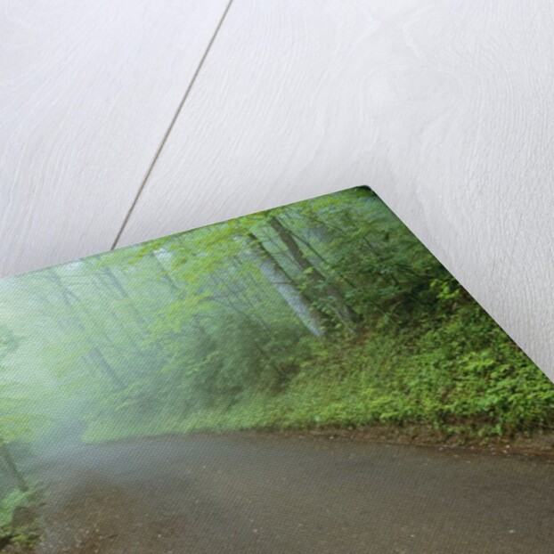 Road in Great Smoky Mountains National Park by Anonymous