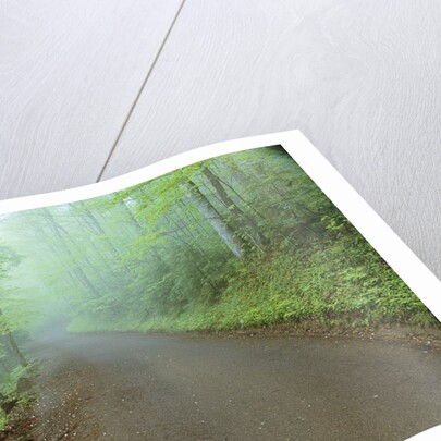 Road in Great Smoky Mountains National Park by Anonymous