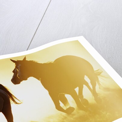 Horses Running at Sunset by Anonymous