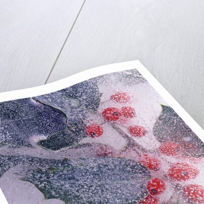 Holly Branch Frozen in Ice by Anonymous