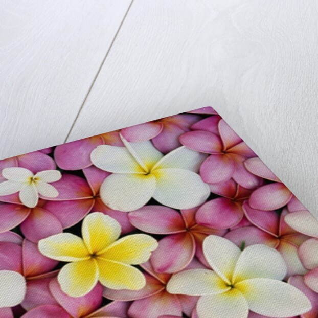 Plumeria Flowers by Anonymous