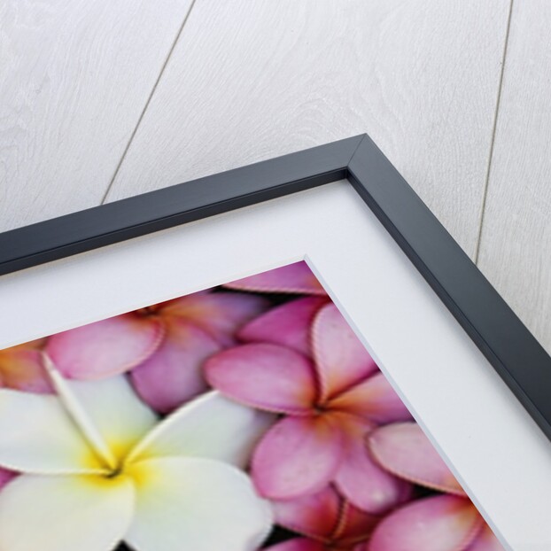 Plumeria Flowers by Anonymous