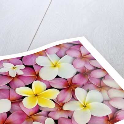Plumeria Flowers by Anonymous