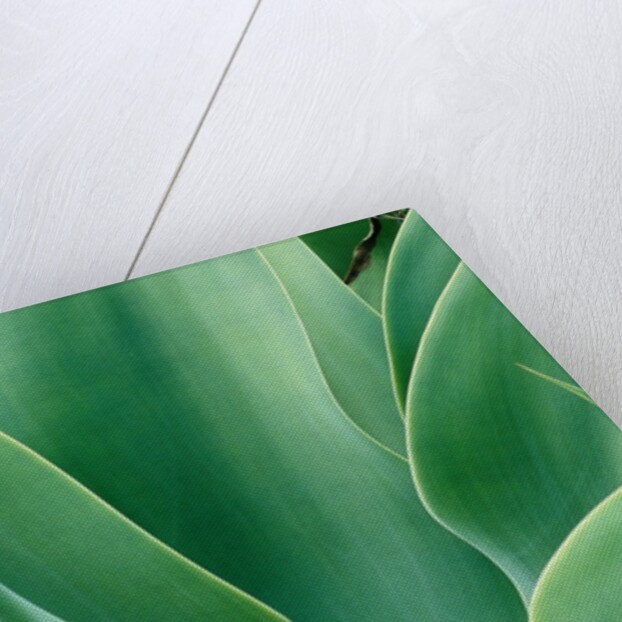 Agave Plant by Anonymous