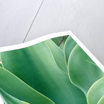 Agave Plant by Anonymous
