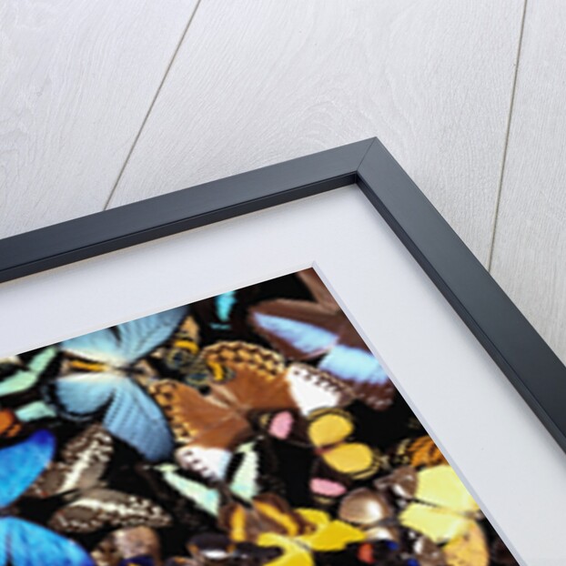 Butterflies by Anonymous