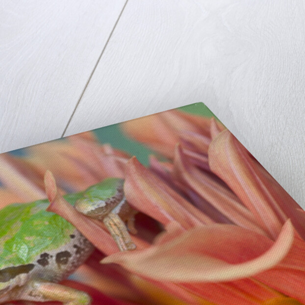 Pacific Tree Frog in Dahlia by Anonymous