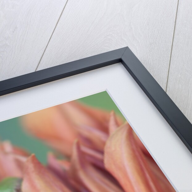 Pacific Tree Frog in Dahlia by Anonymous