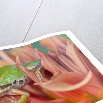 Pacific Tree Frog in Dahlia by Anonymous