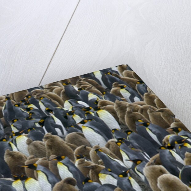 King Penguin Colony on South Georgia Island by Anonymous