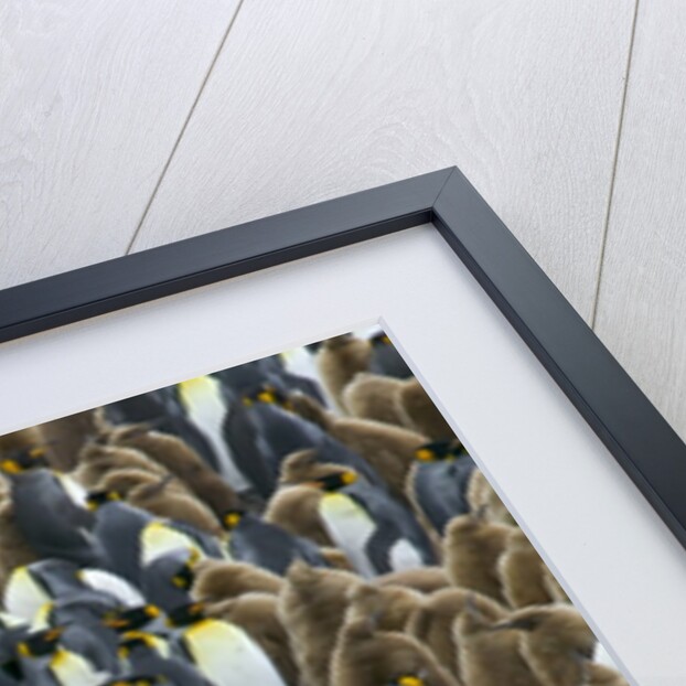 King Penguin Colony on South Georgia Island by Anonymous