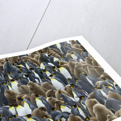 King Penguin Colony on South Georgia Island by Anonymous