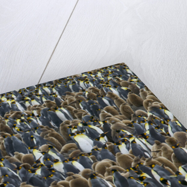 King Penguin Colony on South Georgia Island by Anonymous