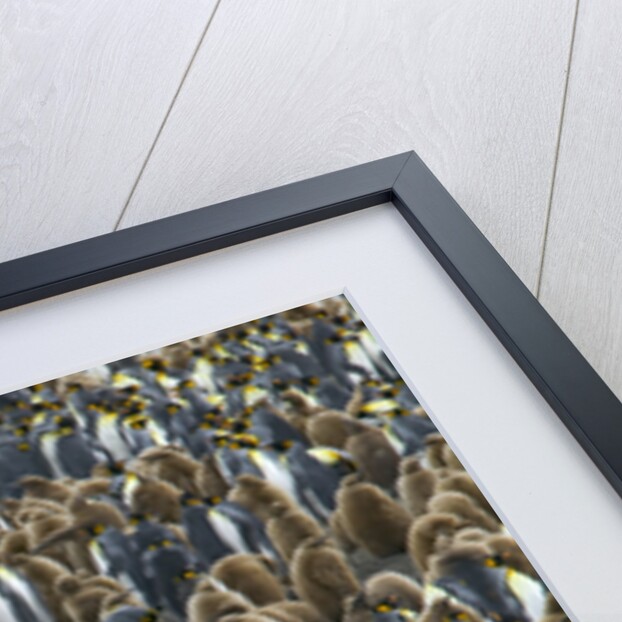 King Penguin Colony on South Georgia Island by Anonymous