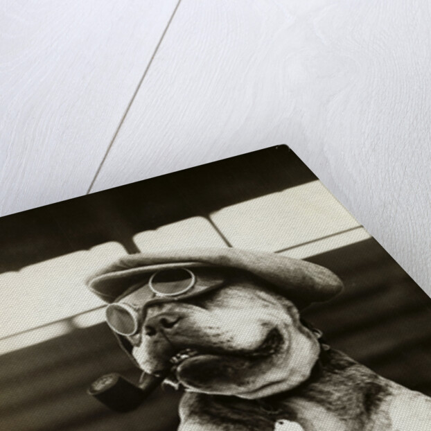 Dog Wearing Hat and Goggles by Anonymous