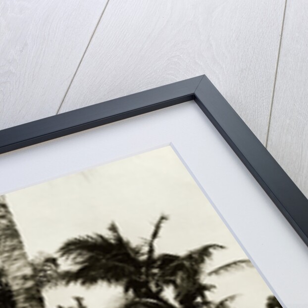 Umbrella Covered Tables Under Palm Trees by Anonymous