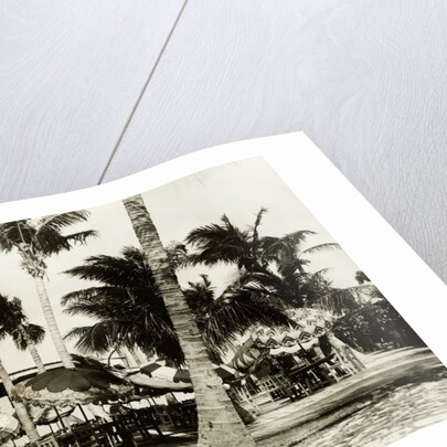 Umbrella Covered Tables Under Palm Trees by Anonymous