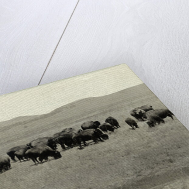 Herd of Buffalo Grazing by Anonymous