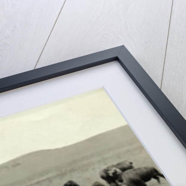 Herd of Buffalo Grazing by Anonymous