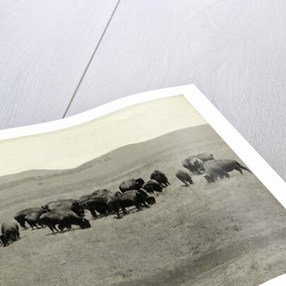 Herd of Buffalo Grazing by Anonymous