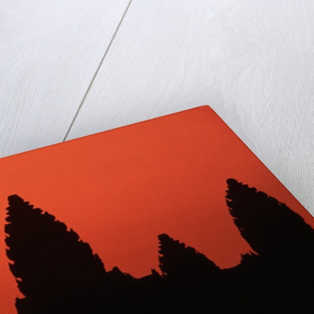 Angkor Wat at Sunrise by Anonymous