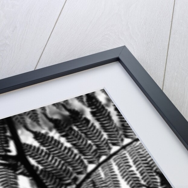 Fern Silhouette by Brett Weston