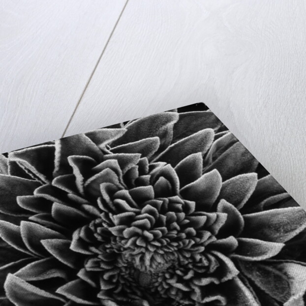 Velvet Leaved Plant by Brett Weston