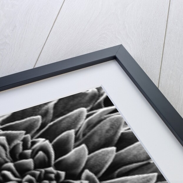 Velvet Leaved Plant by Brett Weston