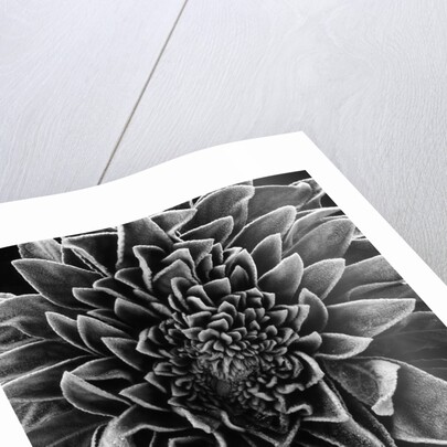 Velvet Leaved Plant by Brett Weston