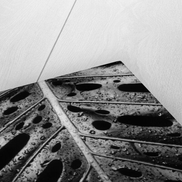 Wet Leaf by Brett Weston