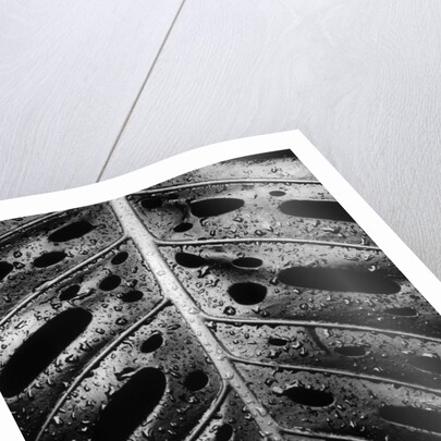 Wet Leaf by Brett Weston