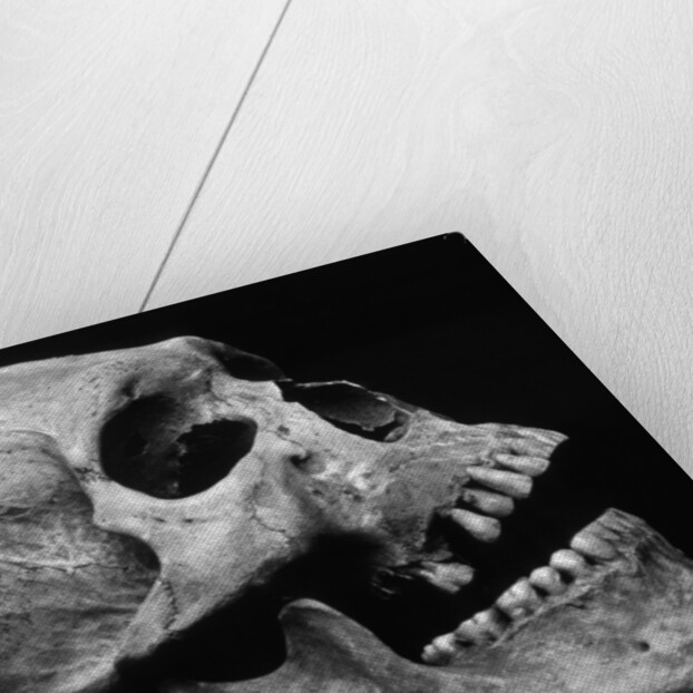 Human Skull by Brett Weston