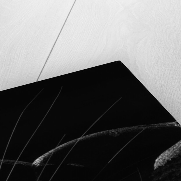 Grass and Lava by Brett Weston
