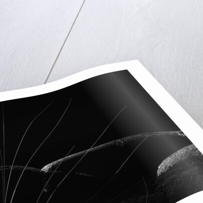 Grass and Lava by Brett Weston