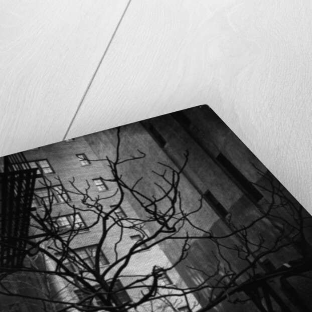 Bare Tree Below Buildings, Manhattan, 1944 by Anonymous