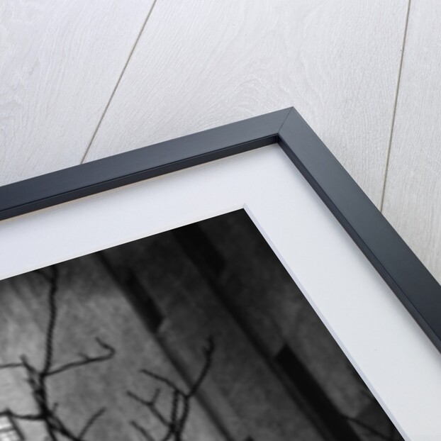 Bare Tree Below Buildings, Manhattan, 1944 by Anonymous