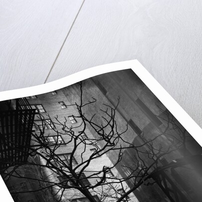 Bare Tree Below Buildings, Manhattan, 1944 by Anonymous