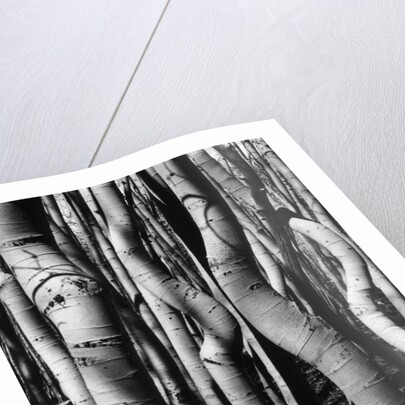 Trees, 1972 by Anonymous
