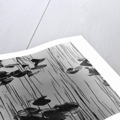 Reeds amd Lily Pads, Alaska, 1973 by Anonymous