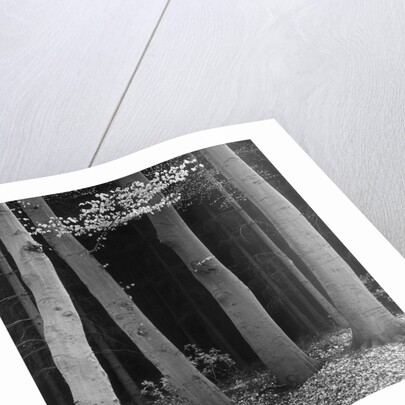 Beech Forest, Netherlands, 1971 by Anonymous