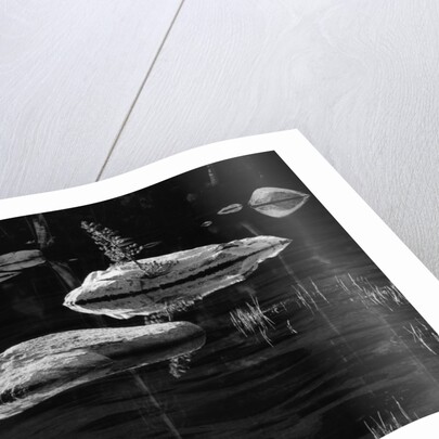 Rocks in a Shallow Lake by Brett Weston
