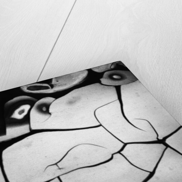 Cracks in Mud by Anonymous