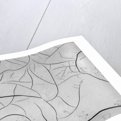 Mud Cracks by Brett Weston