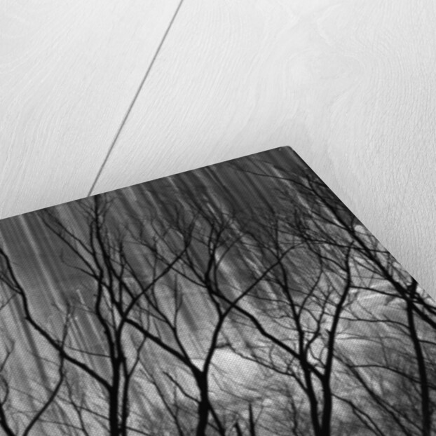 Trees at the Base of a Cliff by Anonymous