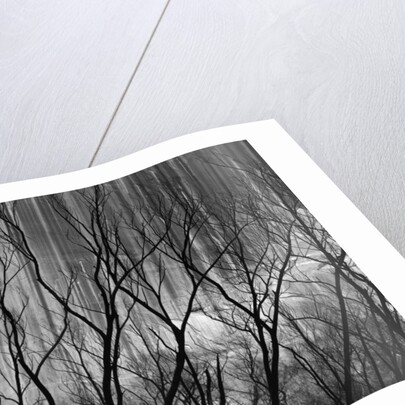 Trees at the Base of a Cliff by Anonymous