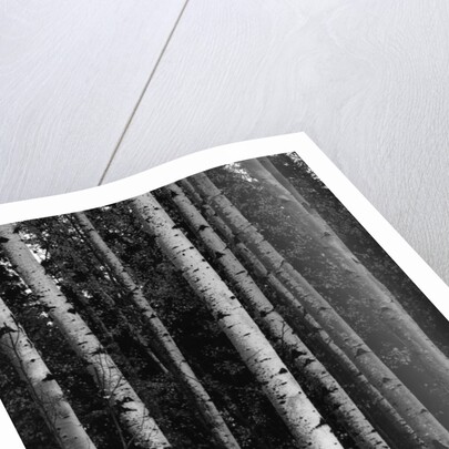 Birch Trees by Anonymous