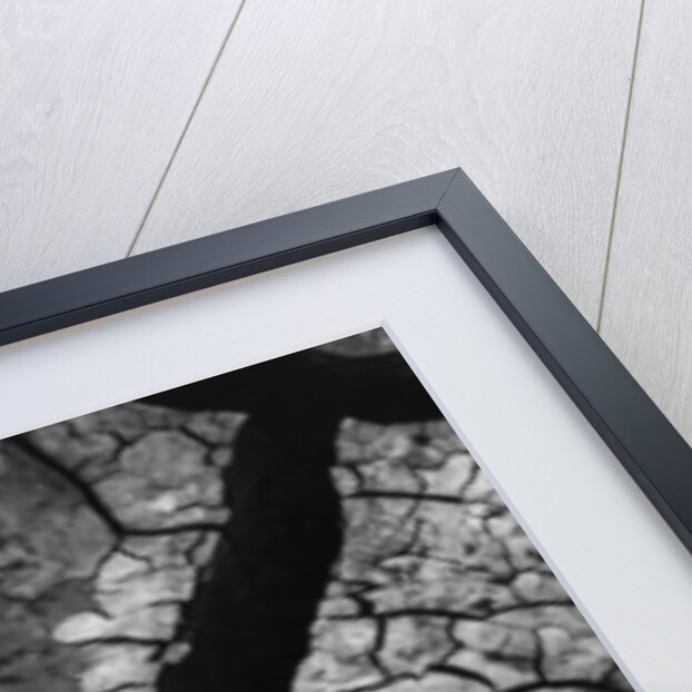 Cracks in Dried Mud by Anonymous