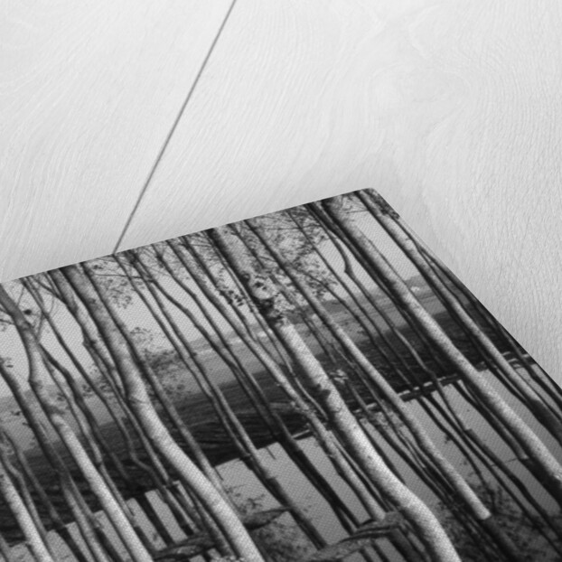 Trees in Shallow Water by Anonymous