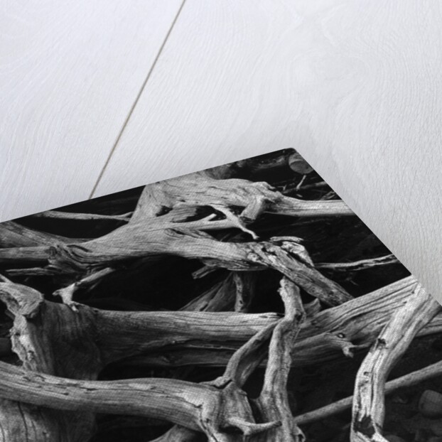 Dead Tree Roots by Anonymous
